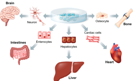 Stem Cell Transplant: What It Is, What It's For And How It Works