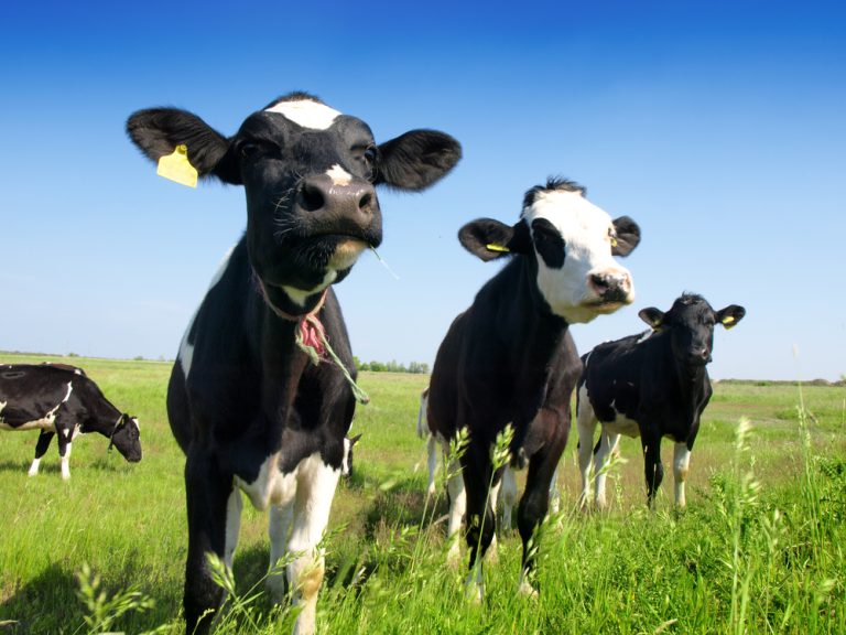 Animal TSEs: Understanding Bovine Spongiform Encephalopathy and Other Prion Diseases fc44d4ad 425f 41a5 9e6f 624dcab9713c Kalf shutterstock 76747288